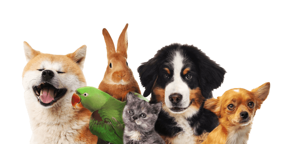 Animals