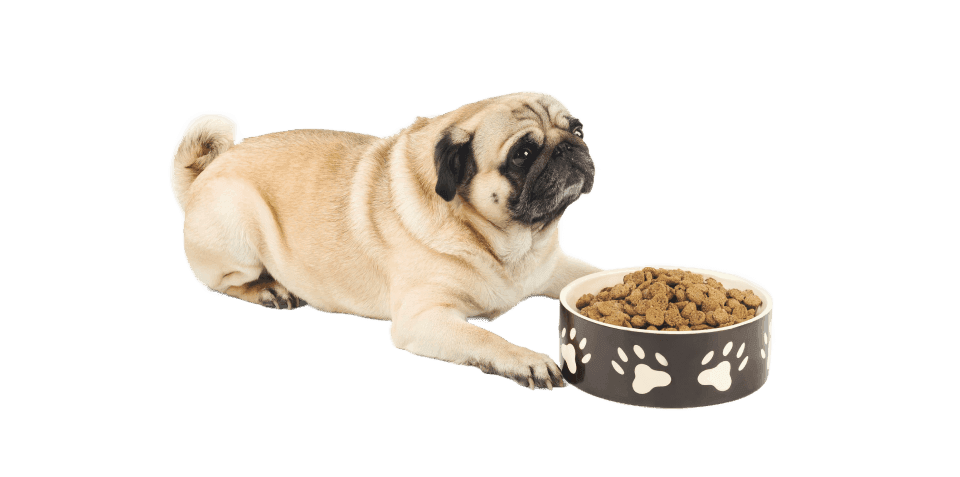 Dog Food