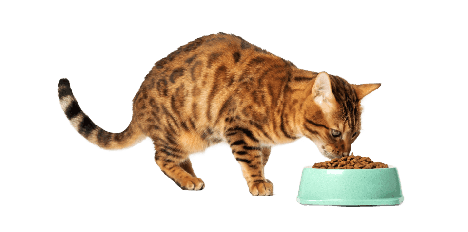 Cat Food