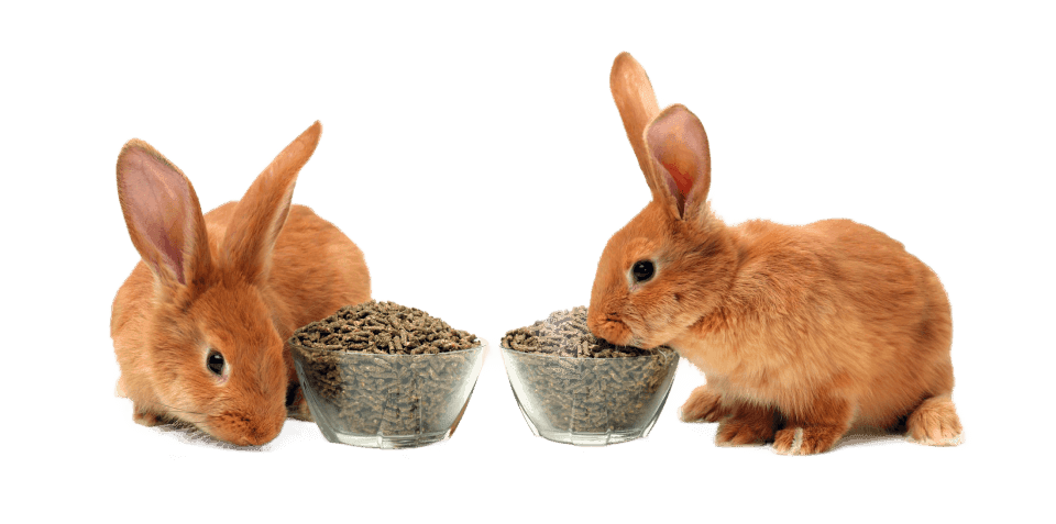 Rabbits